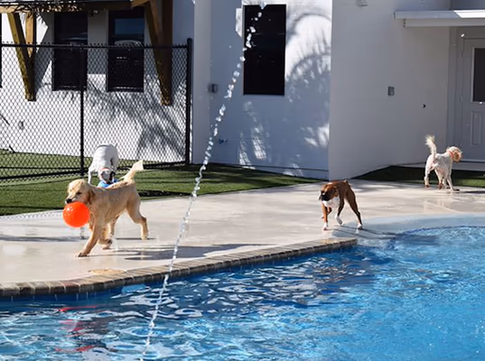 Pet Paradise Park photo 1